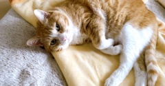 何度も抱っこされたい猫。