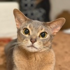 お気に入りのおもちゃが出てこない時の、ちょっと不満げなわか坊