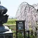 宗吉瓦史跡公園のしだれ桜