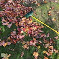 【ガーデニング】来る日も来る日もかき集め、そしてとうとう庭じまい！