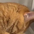 彼が突っ伏して寝ていた。ふがぁっ！？ → 起きたら顔はこうなっていました…