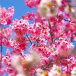 『2025.4『羅生門さくら公園🌸❷』/ 岡山県新見市』の画像