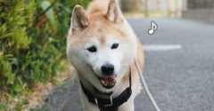 シニア犬貫太の夕散歩♪