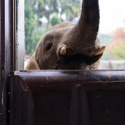 媛ちゃんの19歳のお誕生会♪　（３）