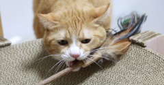 持ち去りたい猫。
