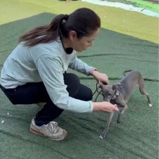 NPO法人ペット里親会