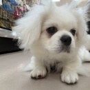 ペキニーズジャーニー