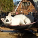 我が家のネコたち　タンゲサゼン　アズキちゃん