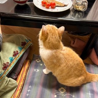 馬とニャンコと男と女