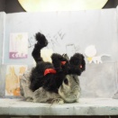 ２月５日のグルーミングフォト