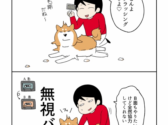 柴犬をブラッシングしすぎると起きる事