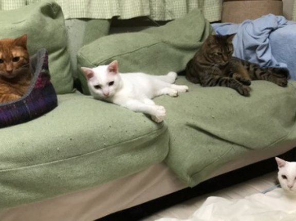 白たぬき、修行中の頃　20260422