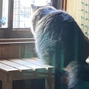 【猫写真】新しいぬいぐるみのおともだち