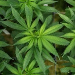 海外ニュース早わかりチャンネル