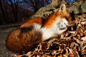 海外「ちょっ、なんなのこれ～」蔵王キツネ村のキツネっ娘がキュートすぎて外人悶絶
