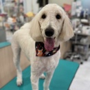 トリミングおたより