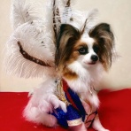 宝塚コミパ通信