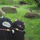 クロは、保護猫さんたちにご挨拶🐈