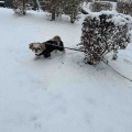 愛犬と雪散歩して、トリミング。*\(^o^)/*