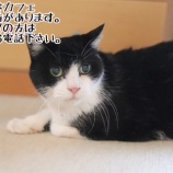 『7月1日(土)~2日(日)は譲渡会です』の画像