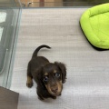 わんちゃんの紹介