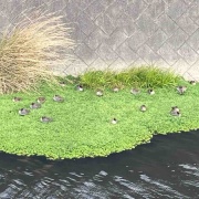 �����������衡���졡�֥�󥷥塡��ǥ�����