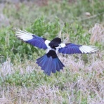 ヒロちゃんの花と鳥日記