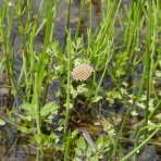 富士山トンボ池通信
