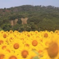 益子のひまわり畑、ついでの根本山