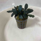 『水草入荷情報！』の画像