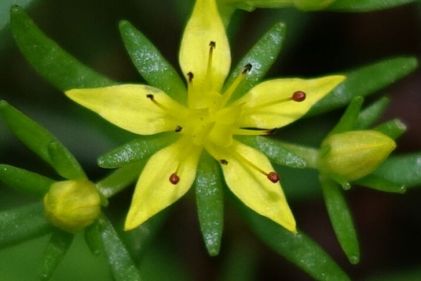 九州中 北部の山で見かけた植物 ベンケイソウ科