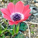 夢を叶えるために