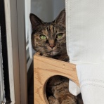 ねことアパートと1人暮らし～とらやんとおらと～