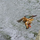 『投稿：BORG72FL＋OM-1によるカワセミ親子＆飛翔　2022/05/27』の画像