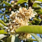 畑と音楽と囲碁と．．．日々是好日