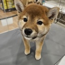 トリミング紹介