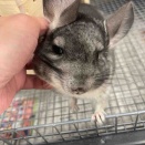 ☆⭐︎小動物の紹介⭐︎☆