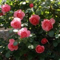 花と昆虫・花と人