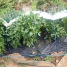 少数民族野菜