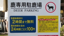 東京に行って驚いた事