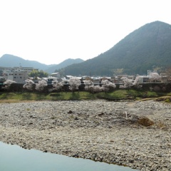 飛騨かなやまの桜　開花状況 2026