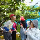 梨の摘果作業