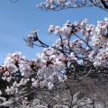 桜まつり前の穴場時間 !   静かな芦野公園を歩いてみました