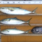 中本渡船ブログ