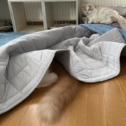 隠れることが大好きな大きな猫