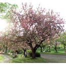 ◎川越水上公園の八重桜は見頃