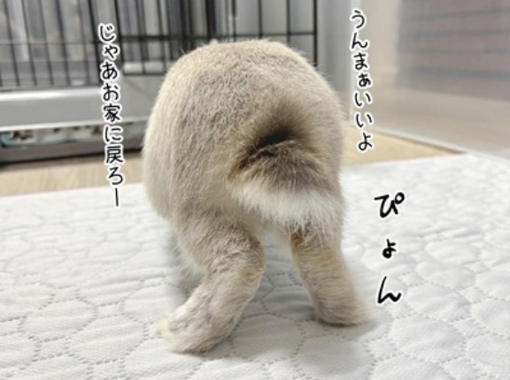 うさぎのルリ(12/6追記)