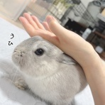 ブンチョ日誌