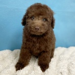 わん１００（ワンハンドレッド）四街道店