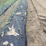 気比野菜（減農薬・無農薬で米・野菜作りに挑戦）